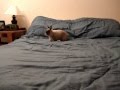 Bunny Ballet