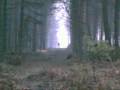 videos de ALIEN? GHOST? ENTITY? IN UK WOODS!!! MUST VIEW