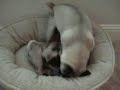 pugs-boxing-to-rocky.html