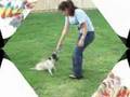 Pug video