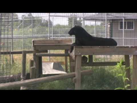 briczar22 - Check out the life at a sanctuary from a black leopards perspective, Shazam. Shazam came to TWS with six other cats from the Catskill Game Farm in New York. ...