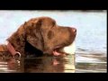 2010-03-09 | Dogs 101: Chesapeake Bay Retriever ~> Dogs 101: Chesapeake Bay Retriever (<span>4:)