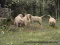 Royal Crest Golden Retriever Video n°2