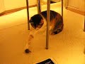 猫の一人遊び