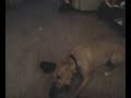 Hubert my pitbull