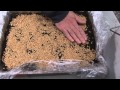 How To Grow Wheatgrass Indoors: Soil mix & starting seeds cheap with recycled materials as a planter