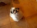 ?????shih tzu