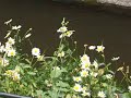 Cieszyn - \"Wenecja\"