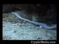 Unknown Snake-Like Creature Filmed Off Florida Coast