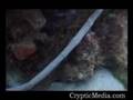 Unknown Snake-Like Creature Filmed Off Florida Coast