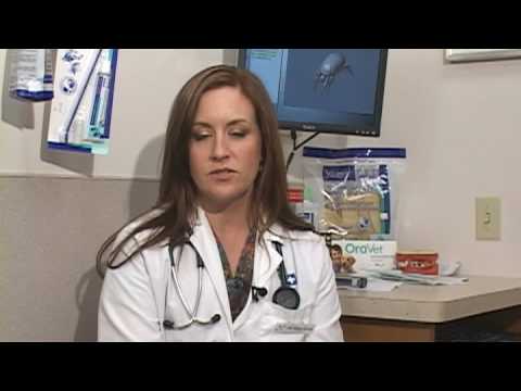 how to cure ear mites