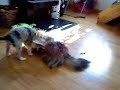 Soya och Mira