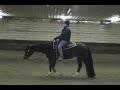 Always Lookin Fancy - 2005 Gelding For Sale