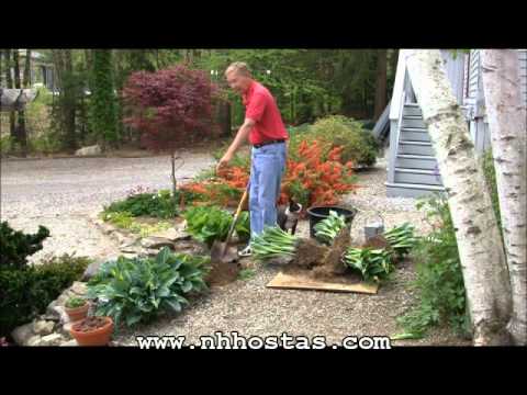 how to dig up and replant hostas