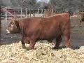 Aubrac yearling bulls