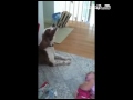Успокоительная собака