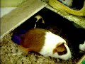 Guinea pigs 3.22.06