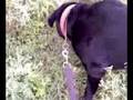 videos de Zorro Grazing