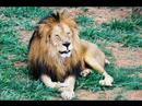 Wild-Life And Domestic Animals