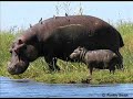 Wild-Life And Domestic Animals
