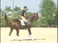 Lullaby Hanoverian FEI dressage stallion Lullaby Hanoverian FEI dressage stallion