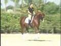 Lullaby Hanoverian FEI dressage stallion