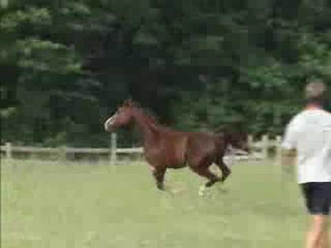 Bayeux H (Padrons Psyche x Aladdins ...