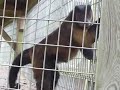 Monkey Plays with a piece of wood?