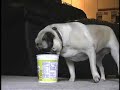 Max and the Yogurt Cup