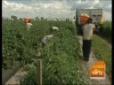 FDA: Tomatoes Safe To Eat