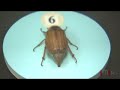 Museum of Biological Diversity
