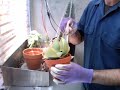 repotting