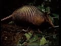 Yanomamo: The Living Trees (\"Song of the Forest\")