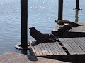 sea lions at fishermans wharf sea lions at fishermans wharf