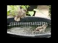 House sparrow bathing, taking aim, landing, losing balance House sparrow bathing, taking aim, landing, losing balance