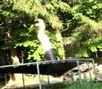 Standing Double Backflip on Trampoline