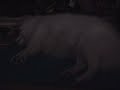 doug dreaming doug dreaming