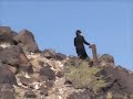 Petroglyph National Monument, Boca Negra Canyon