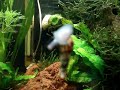 caracol trompetero (Melanoides tuberculata) caracol trompetero (Melanoides tuberculata)