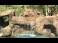 Tropical Backyard Pool&Spa Ideas