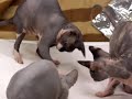 Four BALD kitties & one blind mouse    sphynx