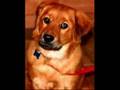 Cute Doggies(Dj-Bonnie-Can't help falling in love with you)