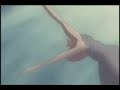 Cat Soup AMV