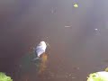 fish eating piranha