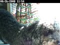 Drake the dog