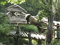 Panda China