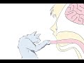 cat fabibudy cat fabibudy