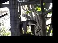 aviary-morning.html