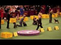 Westminster Dog Show 2012: Best in Group - Terrier