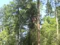 videos de Katrina scread to death on the swing.